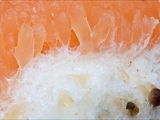 Tubulifera arachnoidea (Synonym: Tubifera ferruginosa) ist im jungen Zustand zuerst weiß, dann orangerot bis scharlachrot und erinnert in dieser Phase an eine Himbeere. Vor der Reife dann dunkelbraun bis schwarz.